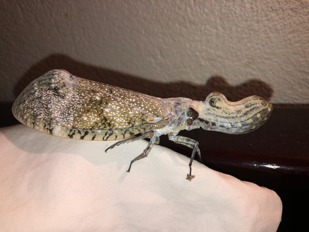 Peanut headed moth Book a room in the Jungle