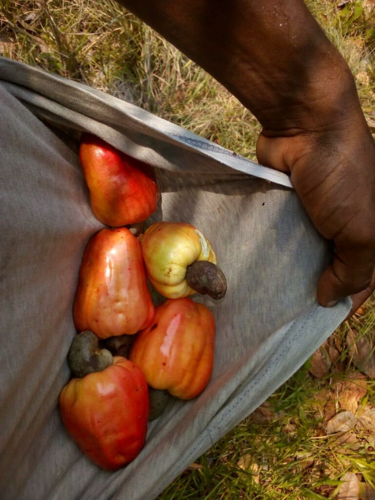 false fruit Book a room in the Jungle