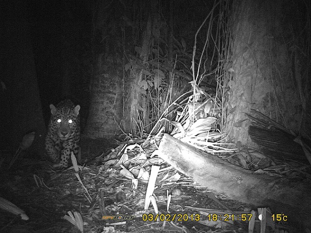 Jaguar photographed with one of our night cameras