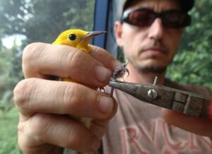 Bird-Banding