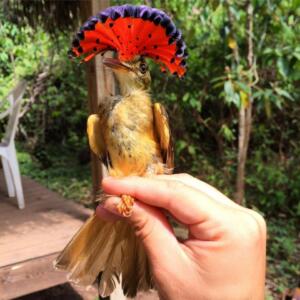 Royal Flycatcher