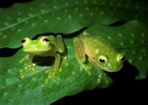 Tree-frogs