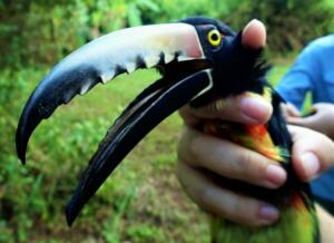 toucan